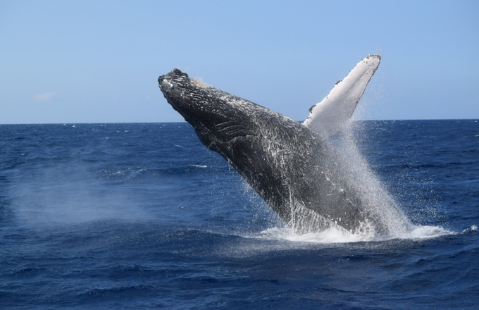 ホエールウォッチング